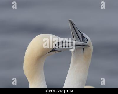 Two gannets performing a mating ritual on the offshore island of Heligoland Stock Photo