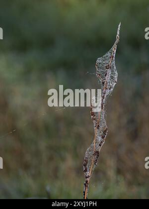 Dewdrops hang in a spider's web on a common goldenrod Stock Photo