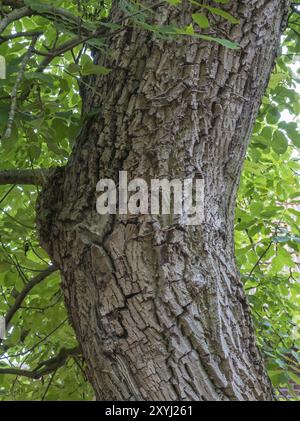 Close-up of a tree trunk, walnut tree, Juglans regia, Muensterland, North Rhine-Westphalia, Germany, Europe Stock Photo
