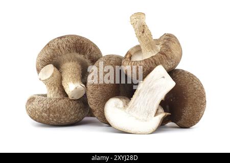 Raw shiitake mushrooms isolated on white background, nutritional and medicinal, Lentinula edodes Stock Photo