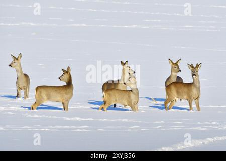 Many Roe deer run over a meadow in winter. Roe deer on the run in winter Stock Photo