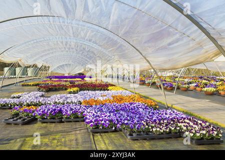 Plastic european greenhouse with path and colorful flourishing pansies Stock Photo