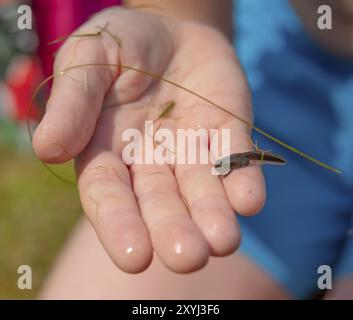 A frog tadpole with developed limbs held in a hand Stock Photo