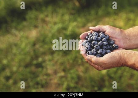 Senior man hands holding heap of fresh cultivated blueberry. Healthy eating and Alzheimer or dementia healing concept. Stock Photo