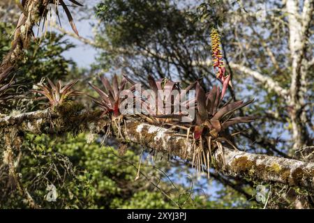 Bromeliads, vegetation in the cloud forest, mountain rainforest, Parque Nacional Los Quetzales, Costa Rica, Central America Stock Photo