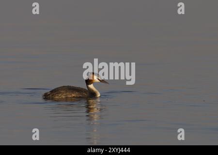 Great Crested Grebe, Podiceps Scalloped ribbonfish, great crested grebe Stock Photo