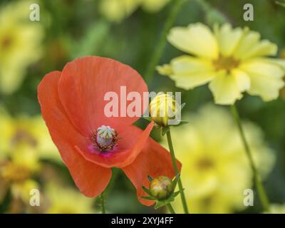 Close-up of a red poppy in front of blurred yellow flowers in the green background, Neuhaus Castle, Germany, Europe Stock Photo