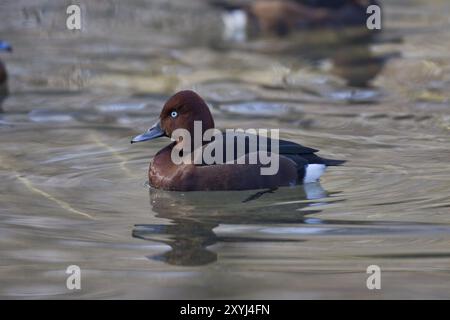 Moorente, Aythya nyroca, ferruginous duck Stock Photo