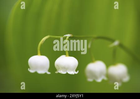 Lily of the valley, Convallaria majalis, Norrbotten, Sweden, June 2014, Europe Stock Photo