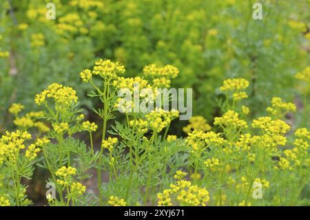 Weinraute, Ruta graveolens, Common Rue, Ruta graveolens a herbal plant Stock Photo