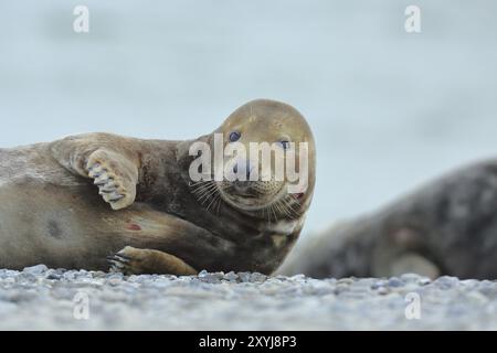 Grey seal (Halichoerus grypus), adult male animal, bull, lying on the beach, Heligoland, dune, North Sea, island, Schleswig-Holstein, Germany, Europe Stock Photo