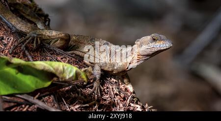 Common basilisk (Basiliscus basiliscus) adult female, Osa Peninsula, Puntarena Province, Costa Rica, Central America Stock Photo