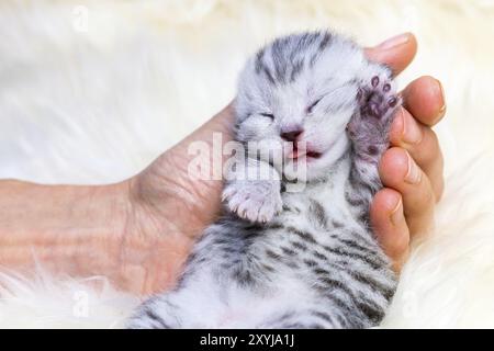 Newborn british shorthair silver tabby spotted kitten lying sleeping in hand on fur Stock Photo