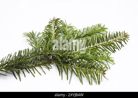 Small fir branch, cropped Stock Photo