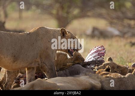 Pride of lions feeding on a buffalo Stock Photo