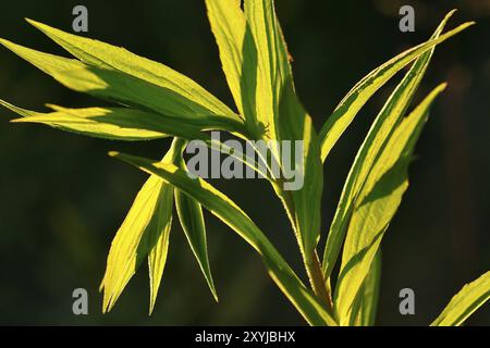 Solidago canadensis, goldenrod with spider, goldenrod with spider.Solidago Stock Photo