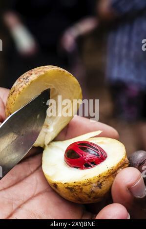 A hand holding the fruit of a nutmeg tree after cutting it open with a knive to reveal the seed and the mace to onlookers in the background Stock Photo