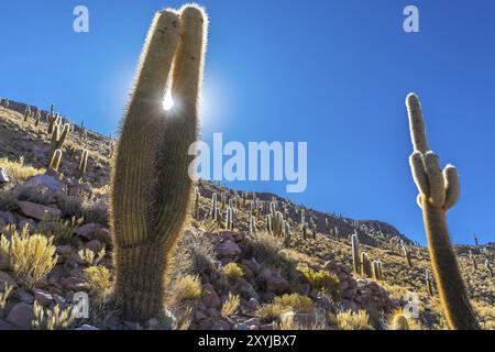 Giant cactus on the Cactus Island at the Uyuni Salt Flat in Bolivia Stock Photo