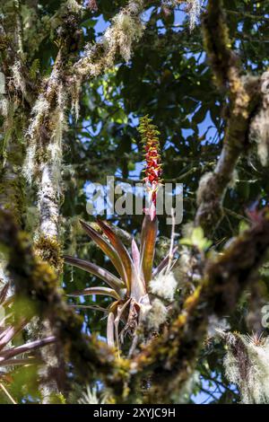 Bromeliads, dense vegetation in the cloud forest, mountain rainforest, Parque Nacional Los Quetzales, Costa Rica, Central America Stock Photo