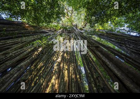 Hanging roots of a giant strangler fig (Ficus americana), looking upwards, in the rainforest, Corcovado National Park, Osa, Puntarena Province, Costa Stock Photo