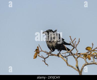 Raven ruffled by the wind on a branch with autumn leaves in front of a blue sky Stock Photo
