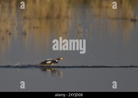 Great Crested Grebe, Podiceps Scalloped ribbonfish, great crested grebe Stock Photo