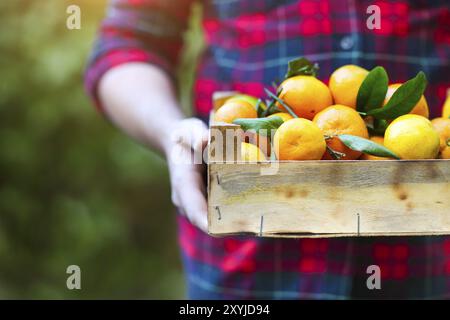 Box of the tangerine in the hands of a man in a plaid shirt. Close up Stock Photo