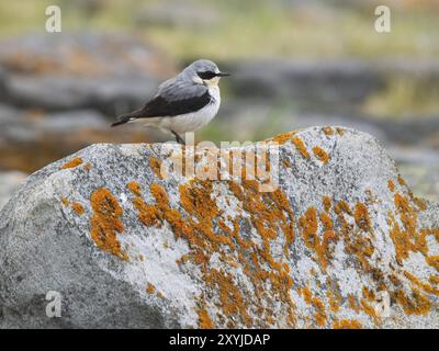 Wheatear (Oenanthe oenanthe) adult male perched on lichen covered rock, on the Arctic Ocean coastline, May, Varanger Fjord, Norway, Europe Stock Photo