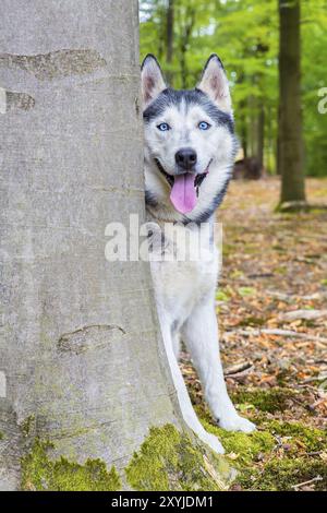 Husky dog looks from behind beech tree trunk in forest Stock Photo