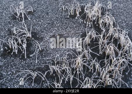 Reeds in a frozen lake, Norrbotten, Lapland, Sweden, October 2017, Europe Stock Photo