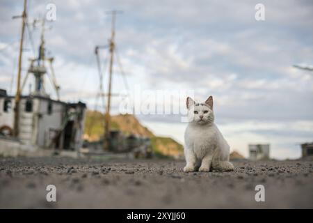 White cat by a fishing boat. Looking concerned Stock Photo