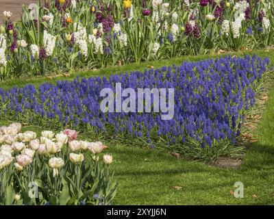 A beautiful garden with a large field of blue hyacinths and various tulips, Amsterdam, the Netherlands Stock Photo