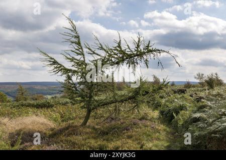 View from Captain Cook's Monument, near Great Ayton, across the North York Moors, North Yorkshire, UK Stock Photo