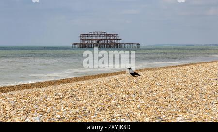 The remains of West Pier, seen from Brighton Beach, East Sussex, England, UK Stock Photo