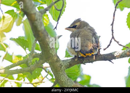 Juvenile cedar waxwing (Bombycilla cedrorum) perched on a branch. Stock Photo