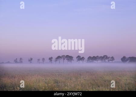 Pasture in Groningen covered with fog in early morning Stock Photo