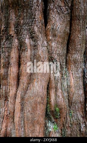 The bark of a a Giant Sequoia Tree Stock Photo