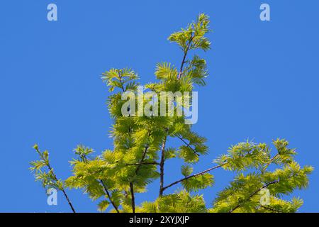 Dawn Redwood Tree - Metasequoia glyptostroboides Stock Photo