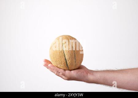 Ripe, yellow watermelon or Canary melon held in palm by Caucasian male hand. Close up studio shot, isolated on white. Stock Photo