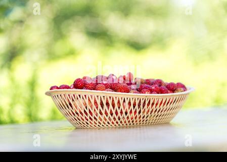 Ripe wild strawberry in a wicker tray on a table outdoors Stock Photo