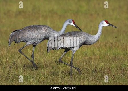 Sandhill crane (Grus canadensis), Venice Landfill, Venice, Florida, USA, North America Stock Photo