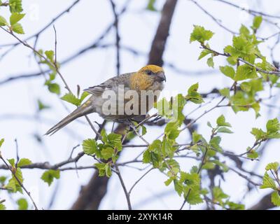 Pine Grosbeak (Pinicola enucleator), adult female, perched on Birch tree branch, May, Finnish Lapland Stock Photo