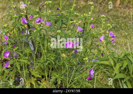 Musk mallow (Malva moschata) plant flowering. Pink flowers on plant in the family Malvaceae, showing deeply cut leaves Stock Photo