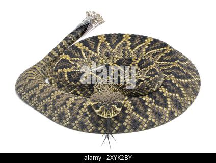 Young Eastern Diamondback rattlesnake - crotalus adamanteus - isolated on white background dorsal view from above and front with blurred tongue and ra Stock Photo