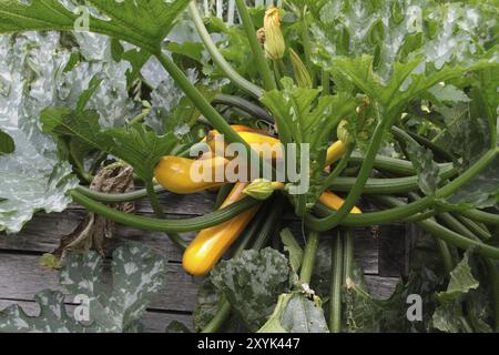 Pumpkin plant on a compost heap Stock Photo