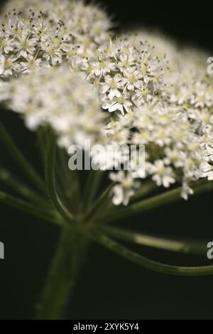 Anthriscus sylvestris Stock Photo