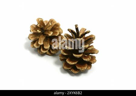 Two dry pinecones isolated on white background Stock Photo