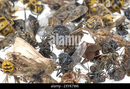 While Many Insects Many different dead insects lying in a pile. Released on white Stock ...