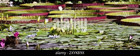 Water lilies, Victoria cruziana and/or Victoria amazonica Stock Photo