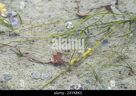 In a tidal pool on the coast of Vancouver Island, a shore crab eats a lugworm Stock Photo